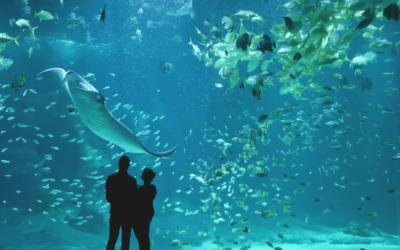 Visitez Nausicaa !